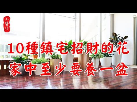 陽台種茉莉花風水|誰適合在陽台種這3種旺宅植物